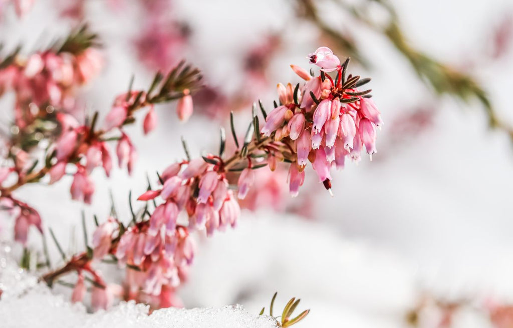 Brighten Up Your Winter Garden