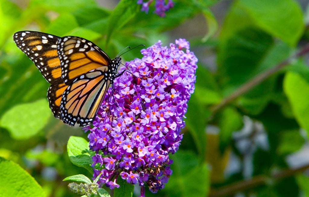 Plants That Love Full Sun: A Guide for Sunny Gardens