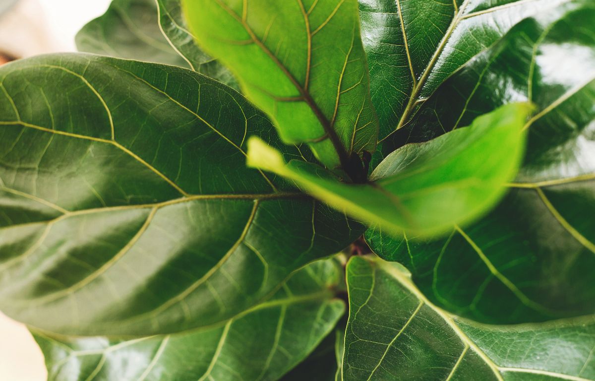 Fiddle Leaf Fig Focus: Autumn and Winter Survival Guide – The Balcony ...
