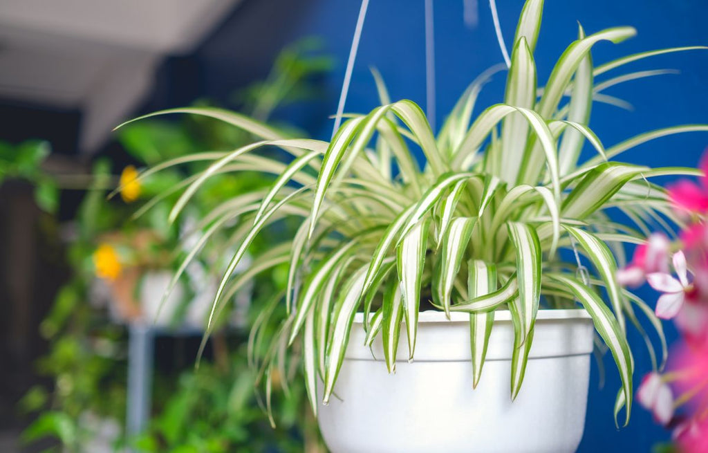 Caring for Your Spider Plant