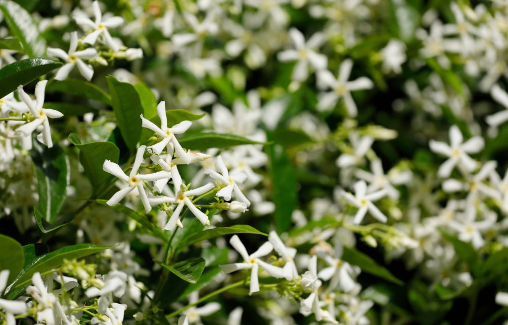 Care Guide for Star Jasmine