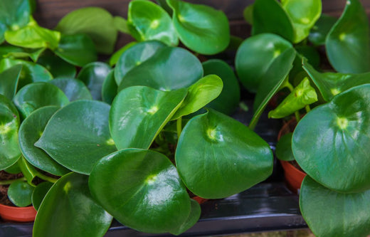 Peperomia Plants: 10 Beautiful Varieties and How to Care for Them