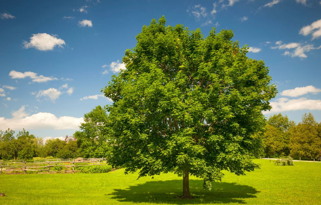 Statement Trees for a Waterwise Garden