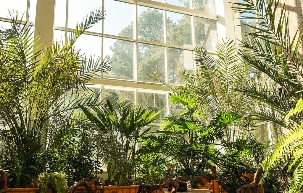 Indoor Trees to Elevate Your Home