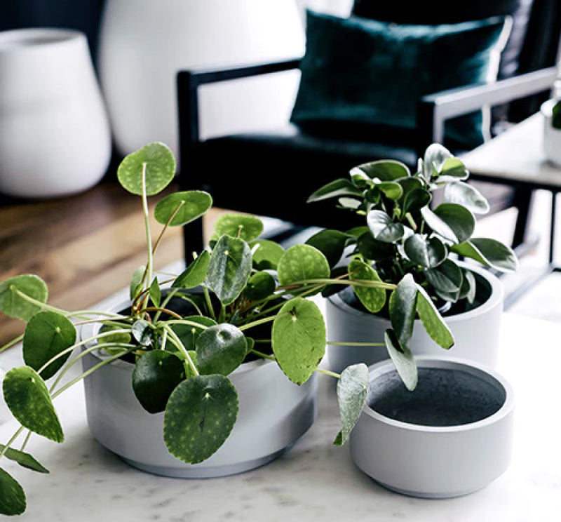 Indoor Pots